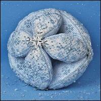 Snow Ball Snow Ball